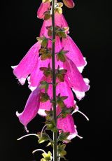 Fingerhut Roter Ederkopf